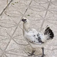 مرغ دو رگه خاص