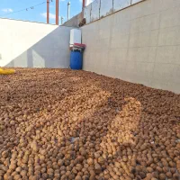 فروش گردوی درجه ۱کهمان