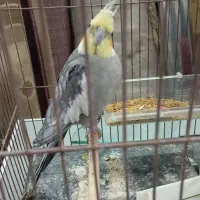 عروس هلندی البینو نردستی|پرنده|قم, انسجام|دیوار