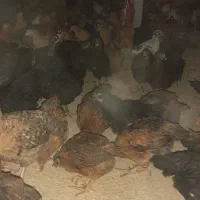 جوجه مرغ بومی جهادی مشکی گلپایگانی|حیوانات مزرعه|قهدریجان, |دیوار