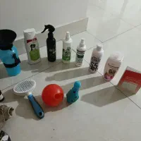 پامرانیان روباهی سفید نر