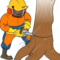 بریدن درختان خشک و بی مصرف بصورت اصولی