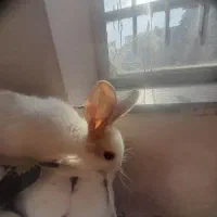 بچه خرگوش نژاد دار|موش و خرگوش|شیراز, گلشن|دیوار