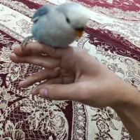 جوجه طوطی برزیلی دستی