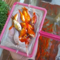 ماهی ساده و گولفیش فوق استسنائی و سر حال