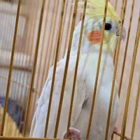 یک جفت عروس هلندی