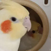 جفت عروس هلندی نر و ماده مولد سخنگو|پرنده|تهران, مسعودیه|دیوار