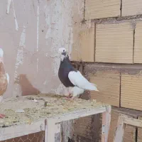 کبوتررنگی|پرنده|اسفرورین, |دیوار