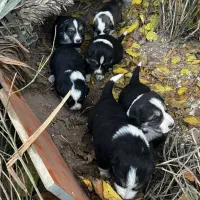 واگذاری رایگان توله سگ ۲ ماهه|سگ|پردیس, شهرک صنعتی کمرد|دیوار