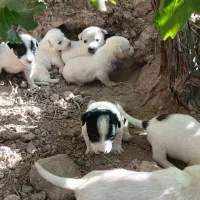 کوته سگ خارجی