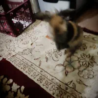 واگذاری خرگوش|موش و خرگوش|نجف‌آباد, صالح آباد|دیوار