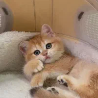 مجموعه میوهاپ/ خرید گربه برتیبش و اسکاتیش و پرشین|گربه|مشهد, سجاد شهر|دیوار