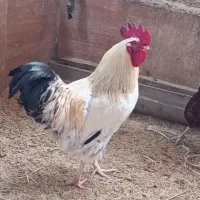 خروس محلی سرحال و تخم مرغ محلی موجوده