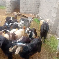 ۱۴عددکهره نر|حیوانات مزرعه|بهبهان, |دیوار