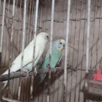 جفت مرغ عشق بافقس