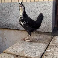 مرغ خروس گلین طوسی|حیوانات مزرعه|فولادشهر, زاینده رود|دیوار