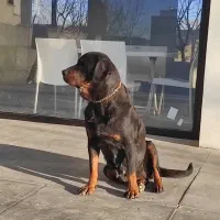 پیتبول روتوایلر مالینویز سرابی الابای