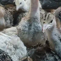 جوجه بوقلمون 20روزه بوربن و برنز|حیوانات مزرعه|شهریار, رزکان|دیوار