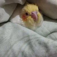 یک عدد عروس هلندی در عسلویه گم شده