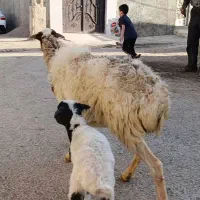 میش بره دار ،کوهستانی