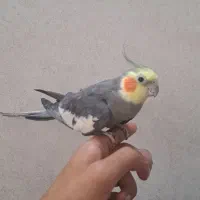 عروس نر