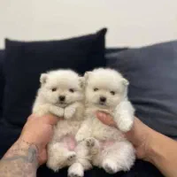 توله فسقلی|سگ|قشم, |دیوار