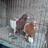 5 تا کفتر کله ای