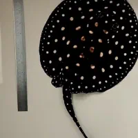 سفره ماهی آب شیرین
