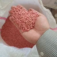 گندم بذری پیشگام ضدعفونی شده