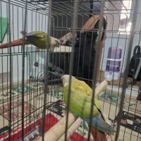 طوطی گرینچیک