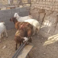گوسفند زنده|حیوانات مزرعه|مشهد, باغ فراگرد|دیوار