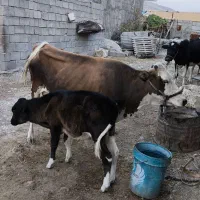 گاو گوساله|حیوانات مزرعه|بدره, |دیوار