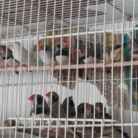 فروش زبرا.بنگالی.نرگسی.برزیلی.عروس هلندی|پرنده|بجنورد, |دیوار