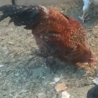 مرغ و خروس فروشی|پرنده|دهق, |دیوار