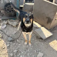 ژرمن‌هاسکی