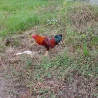 بقلمون ومرغ تخم گذار وخروس