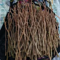 فروش نهال پسته ممتاز در گرگاب|خدمات باغبانی و درختکاری|شاهین‌شهر, گرگاب|دیوار