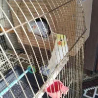 عروس هلندی جفت