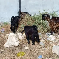 کهره نر درجم