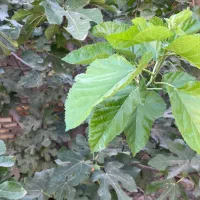 خانه-باغ-در-مهریز