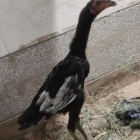 مرغ لاری