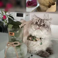 گربه بریتیش لانگ هیر|گربه|رشت, گلسار|دیوار