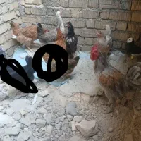 مرغ خروس محلی