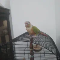 گرینچیک دستی و خانگی|پرنده|کرج, کوی امامیه|دیوار