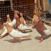 کفتر نرو ماده سینه زردسرخ رنگ پرتقالی