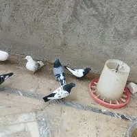 کبوتر|پرنده|سیلاخور, |دیوار
