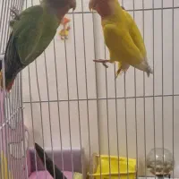 طوطی برزیلی|پرنده|تهران, جیحون|دیوار