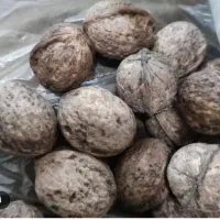 گردو شمال با مغز روغنی