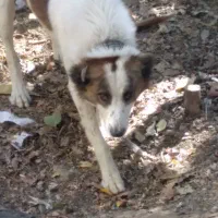 سگ گله قیمت 5ملیون بشرط گله یکساله