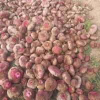 لبو|خوردنی و آشامیدنی|اسفرورین, |دیوار